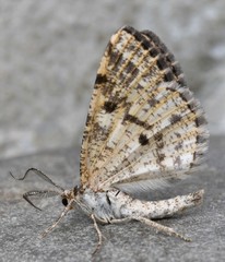 Eufidonia discospilata
