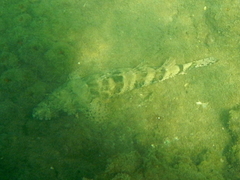 Cymbacephalus nematophthalmus