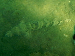 Cymbacephalus nematophthalmus