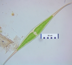 Closterium rostratum