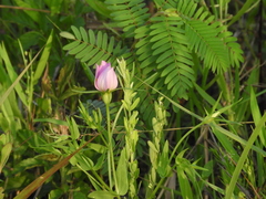 Sabatia campestris