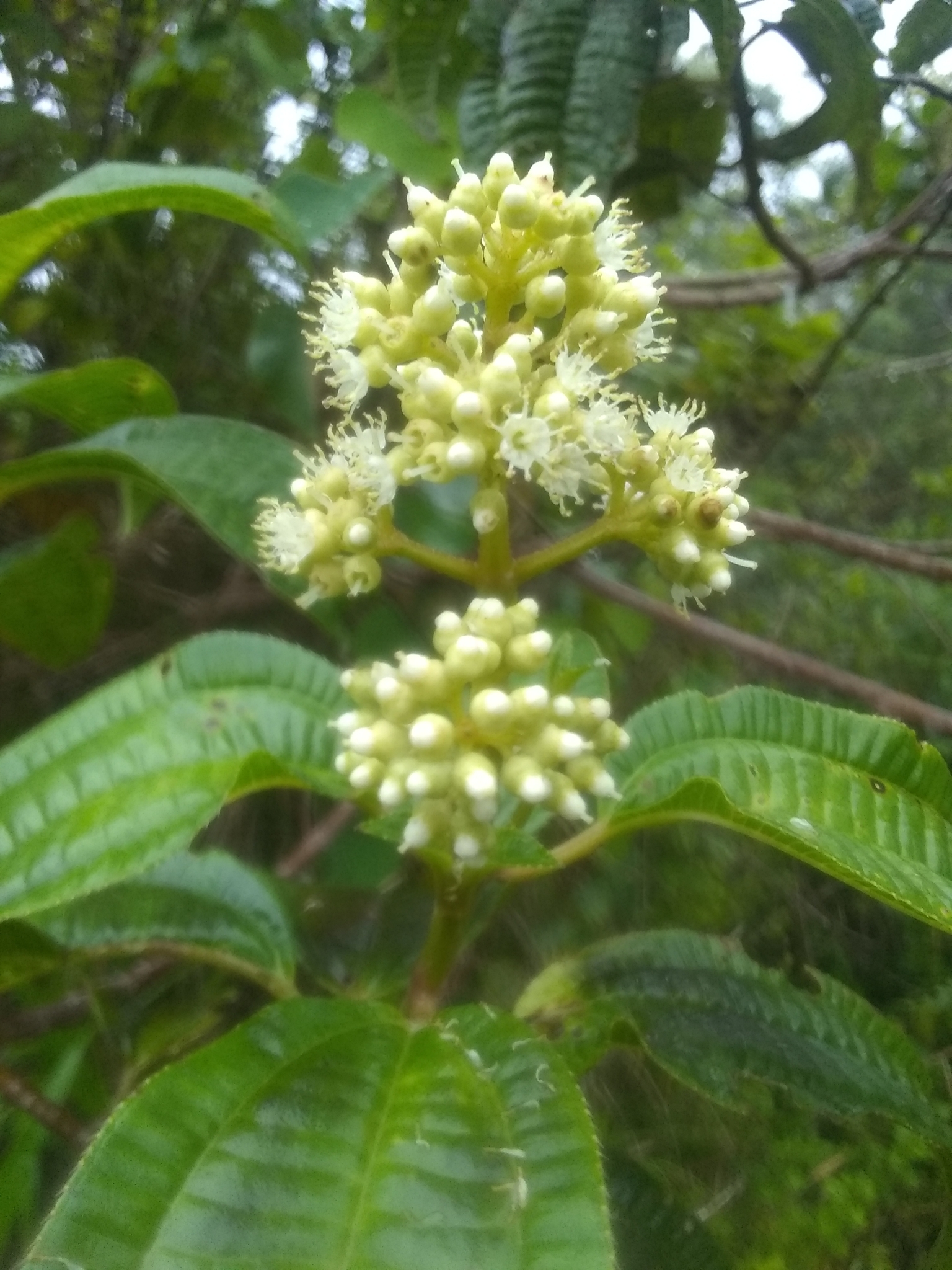 Miconia pyramidalis