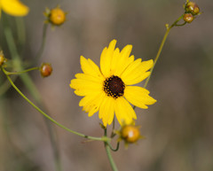 Coreopsis falcata