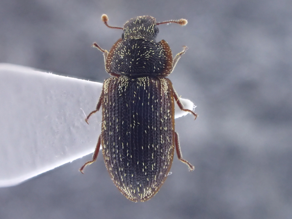 Colobicus
