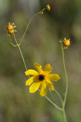 Coreopsis falcata