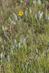 Coreopsis falcata