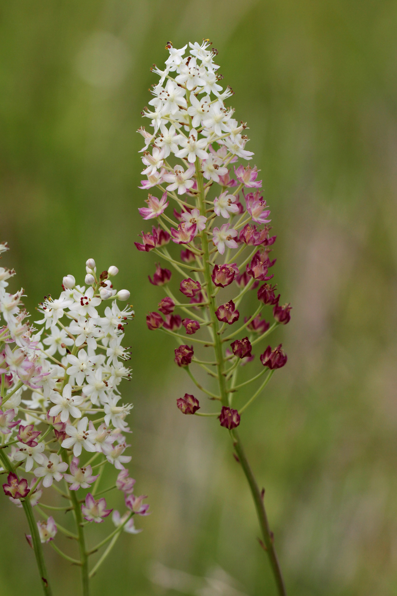 Stenanthium densum