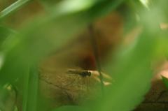 Chrysopilus asiliformis