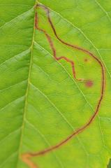 Lyonetia clerkella