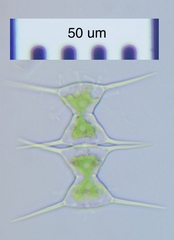 Staurodesmus triangularis