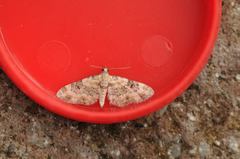 Eupithecia pulchellata