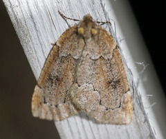 Spodolepis substriataria