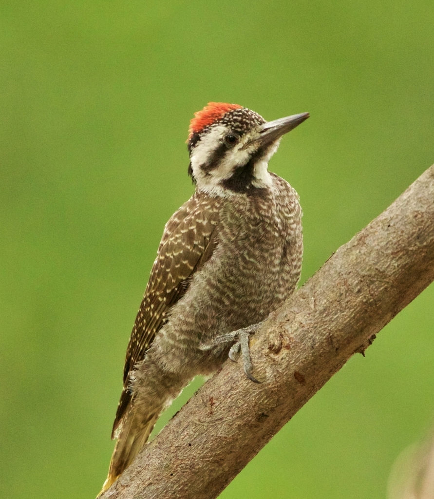 Bearded Woodpecker photo