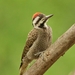 Bearded Woodpecker - Photo (c) i_c_riddell, some rights reserved (CC BY)