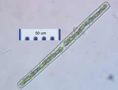 Haplotaenium minutum