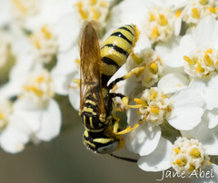 Philanthus crabroniformis