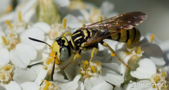Philanthus crabroniformis