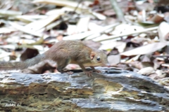 Tupaia glis
