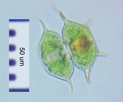 Xanthidium antilopaeum