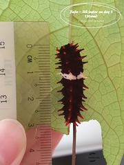 Pachliopta aristolochiae