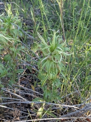 Castilleja sessiliflora