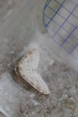 Trichopteryx carpinata