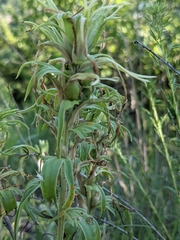 Castilleja sessiliflora