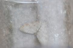 Trichopteryx carpinata