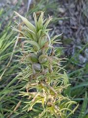 Castilleja sessiliflora