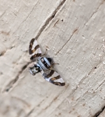 Dyscrasis hendeli