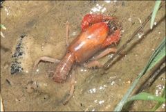 Engaeus hemicirratulus