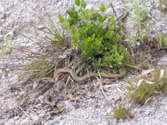 Mastigodryas pulchriceps