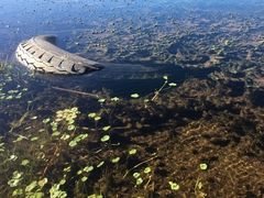 Myriophyllum quitense