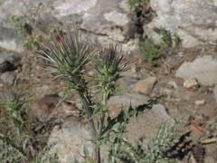 Cirsium arizonicum arizonicum