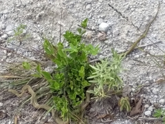 Mastigodryas pulchriceps