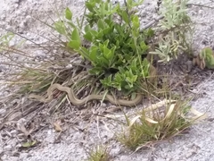 Mastigodryas pulchriceps