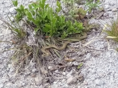 Mastigodryas pulchriceps