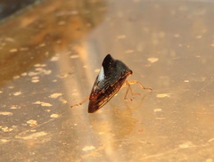 Telamona decorata