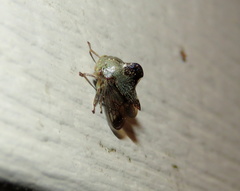 Telamona decorata