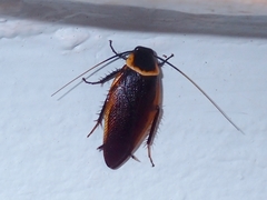 Hemithyrsocera palliata