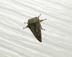 Telamona decorata