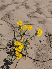 Psilostrophe gnaphalodes