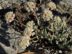 Eriogonum gracilipes