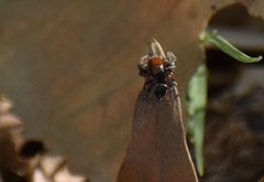 Habronattus forticulus