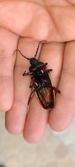 Solenoptera
