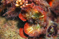 Sonderophycus capensis