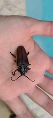 Solenoptera