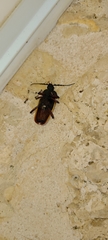 Solenoptera