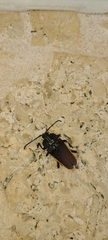 Solenoptera