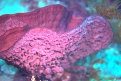 Cochleoceps bicolor
